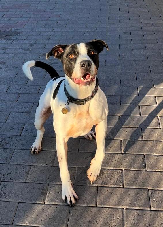 BLACK GENTILCANE Foto 6